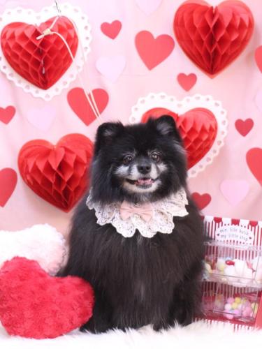 20240217ふわりちゃん